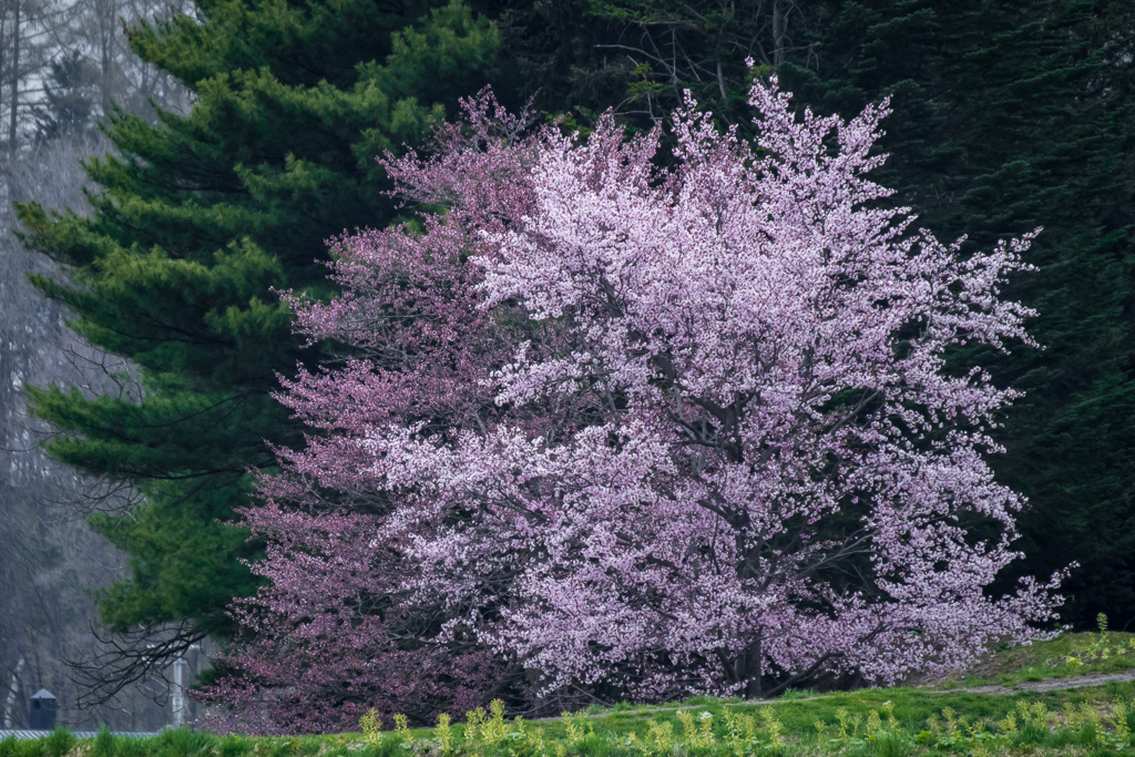 近所の夫婦桜