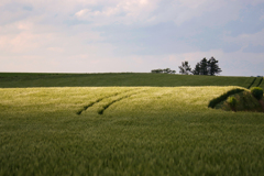 麦わら帽子が飛んでった後ろの畑
