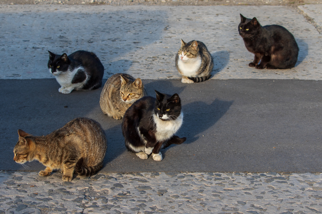 猫に襲われる by 硝子の心 (ID:8604171) 写真共有サイトPHOTOHITO 猫に襲われる by 硝子の心 (ID:8604171) 写真共有サイトPHOTOHITO