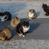 猫に襲われる