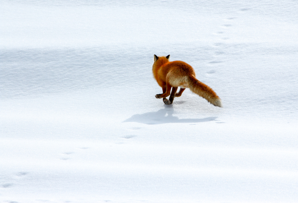キツネが走る硬雪