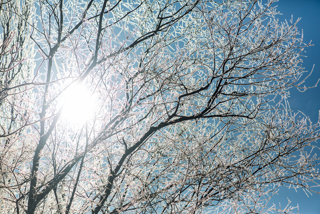 雪の華
