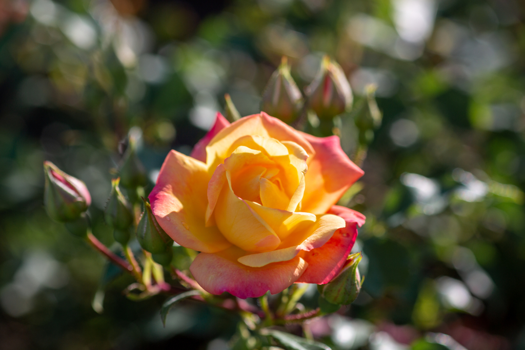 薔薇