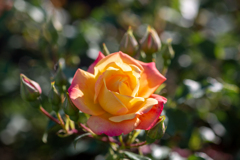 薔薇