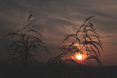 雑草と沈む太陽
