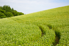蕎麦畑のトラクターの跡