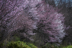 モリゾーちゃんが泊まって行ったキャンプ場の山桜