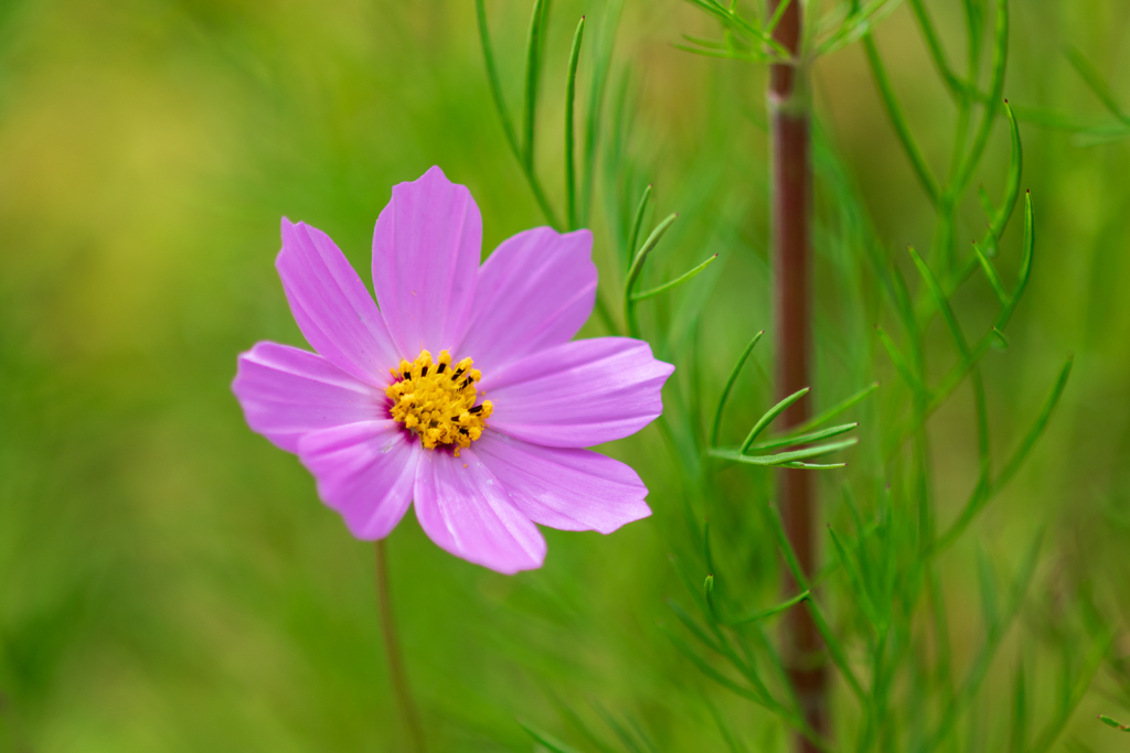 秋桜