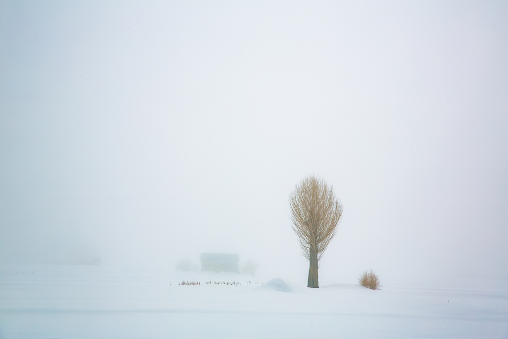 朝霧のミニポプラ
