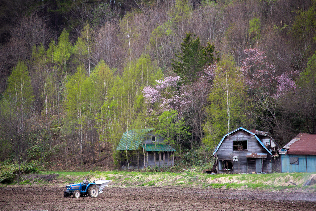 廃屋の春