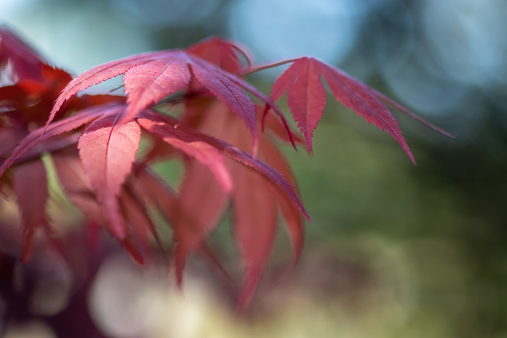 庭の紅葉