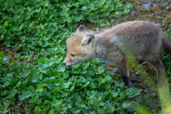 活発になってた子ギツネ