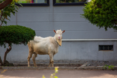 放し飼いのヤギ