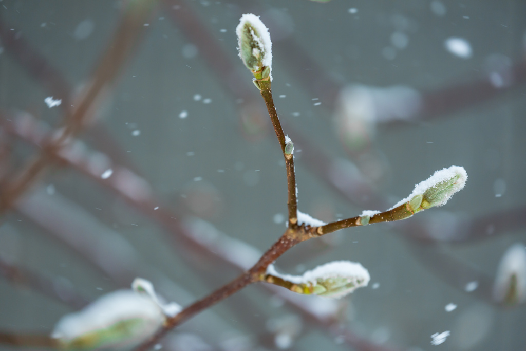 ♡の雪が降る芽吹き