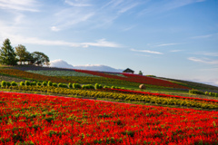 赤く光る サルビアの花畑