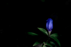 暗い暗い森の中に一輪だけの花