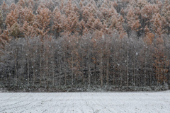 吹雪いた朝　初雪