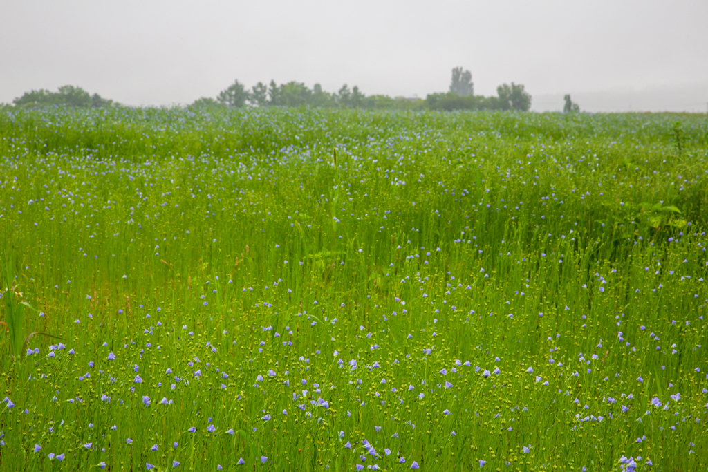 雨に煙る亜麻の花畑