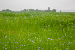 雨に煙る亜麻の花畑