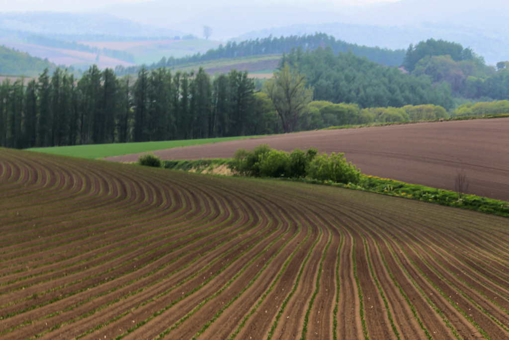 ジャガイモの畝と霞む山並み