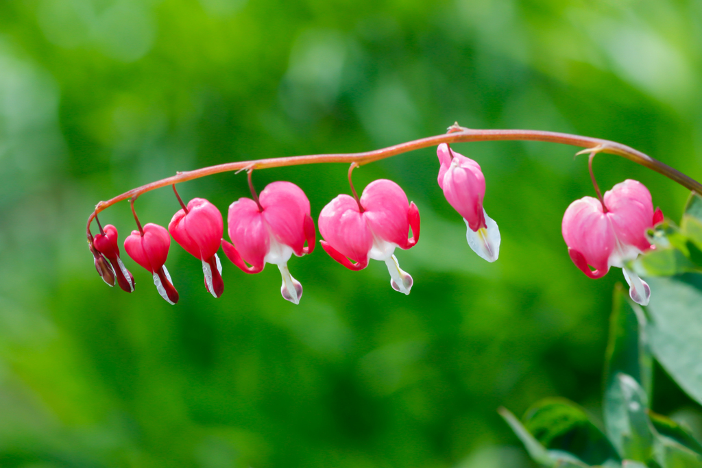 好きなんだもの私は今〜♪