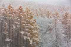 カラマツの雪化粧