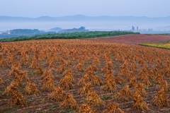 手刈りの豆畑