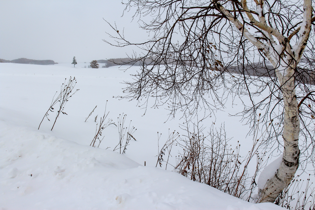 セブンスター最後の白樺