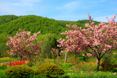 桜