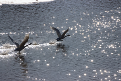 白鳥の季節