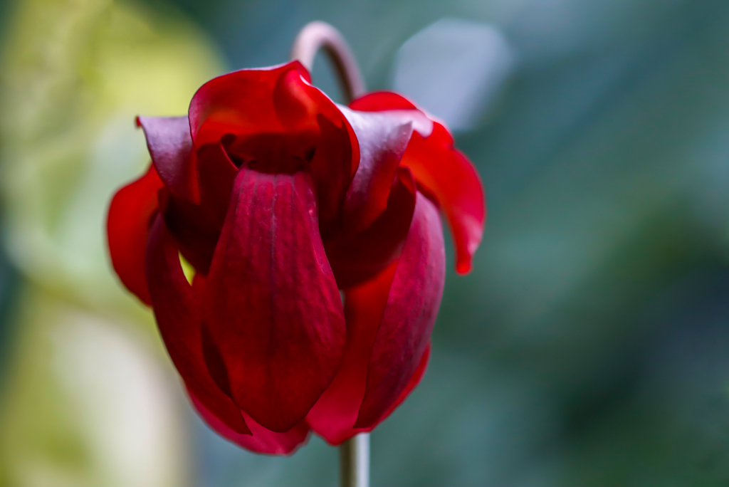 赤い血管のサラセニアの花
