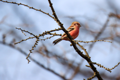 朝日に背を向ける鳥さん