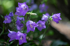 庭の花