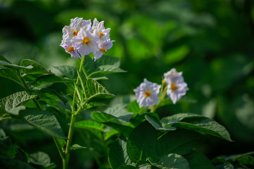 無事だったジャガイモの花