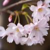まだ蕾が沢山