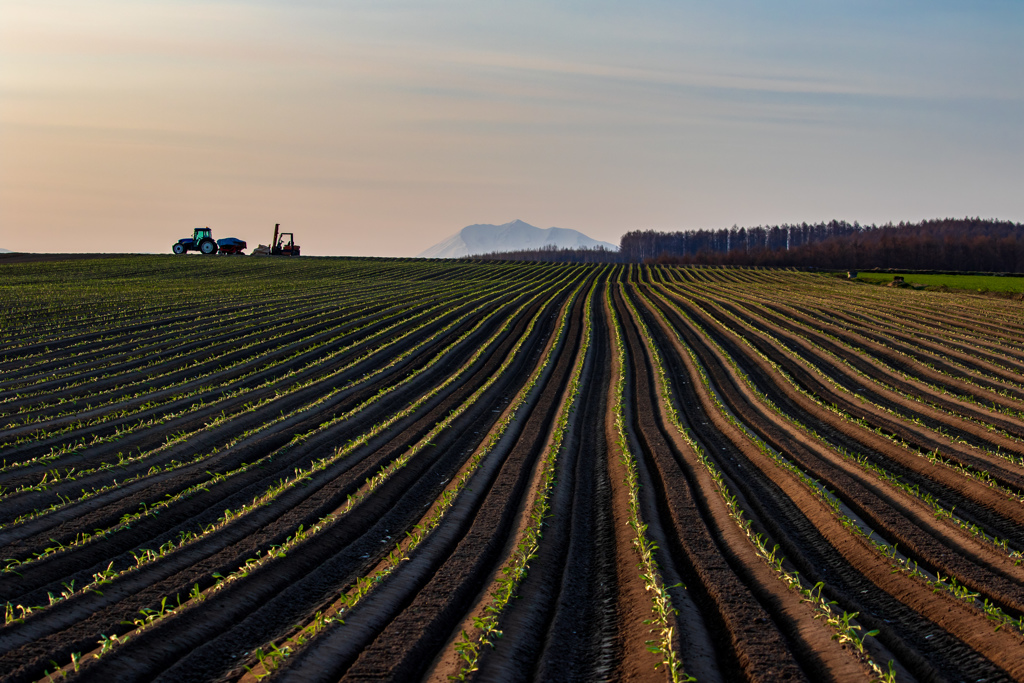 ジャガイモ畑の朝