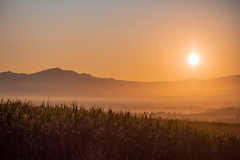 朝霧とトウモロコシ畑の日の出