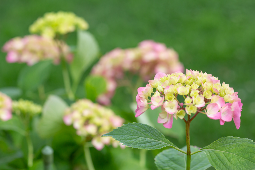 パークゴルフ場の紫陽花