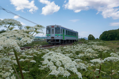 富良野線とエゾニュウ