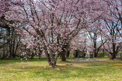 これがメイン桜