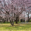これがメイン桜