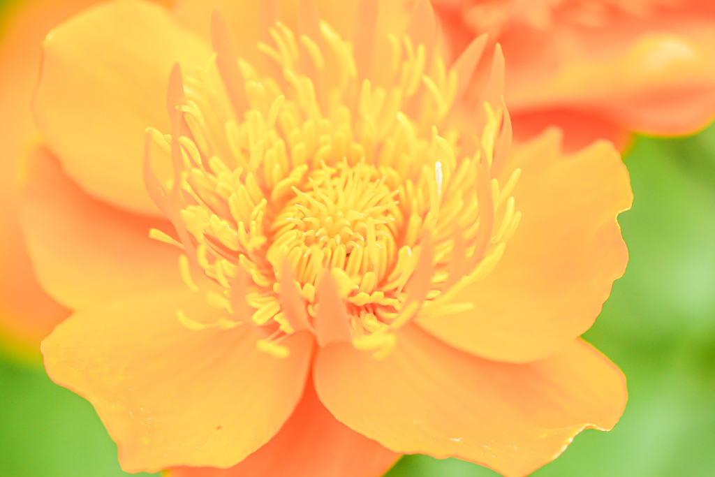 オレンジシャーベット色の花
