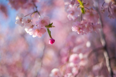 咲き始めた八重桜