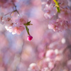 咲き始めた八重桜