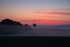 スペードの木と朝霧
