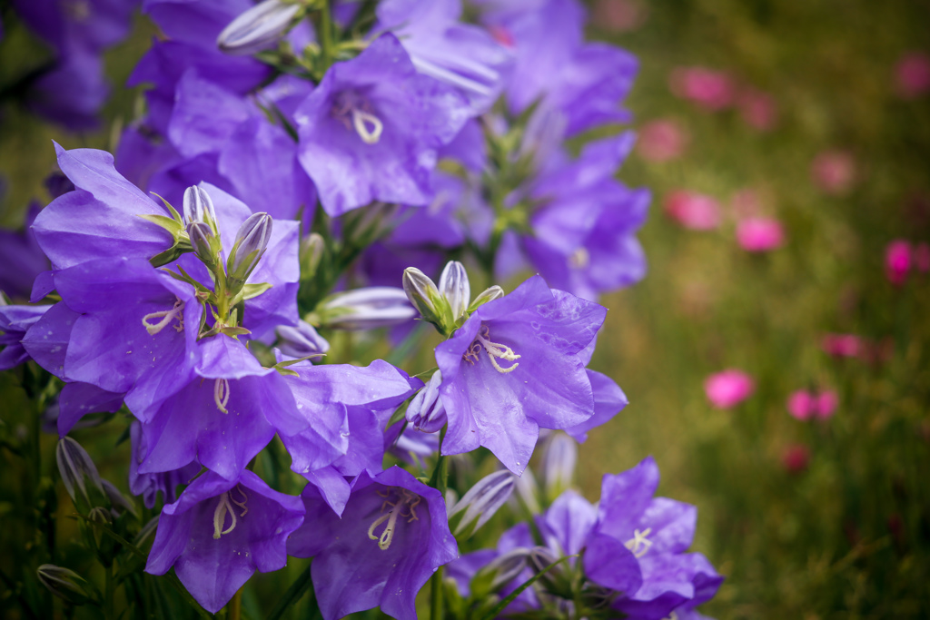 日陰の花
