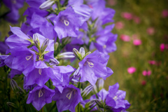 日陰の花