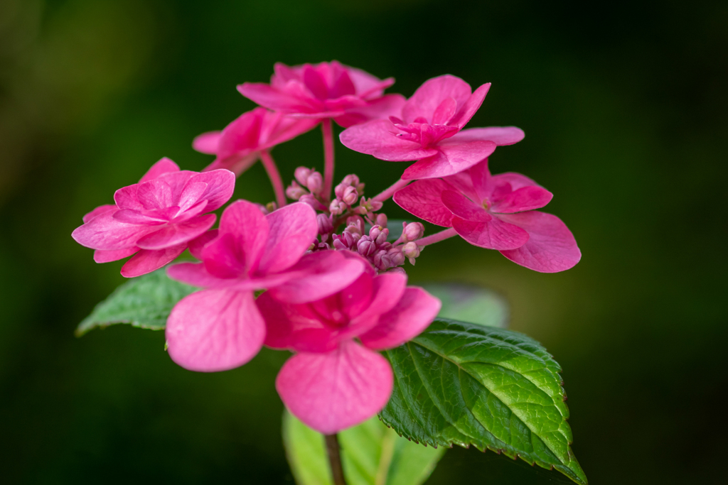 濃いピンクの派手な紫陽花