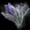 凍る翁草