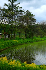雨の田んぼと菜の花